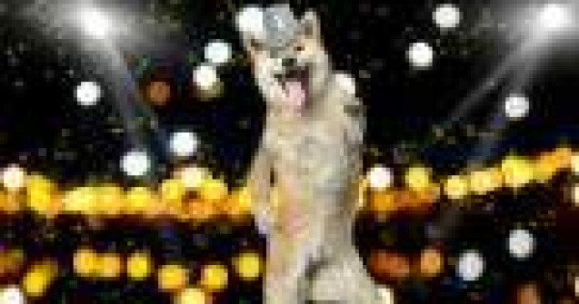 Top 10 animale care au mai multi bani decat tine