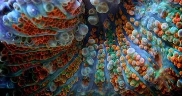 Frumusetea nepamanteana a coralilor in 9 fotografii macro