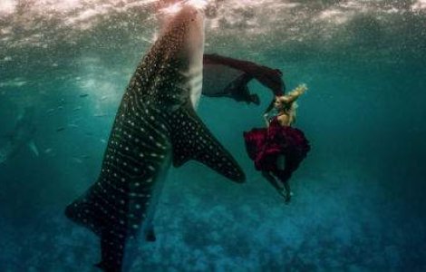 Uriasul din lumea pestilor