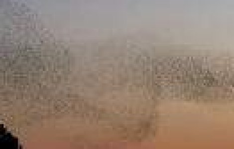 Traim intr-o lume minunata! Mii de pasari dansand pe cer