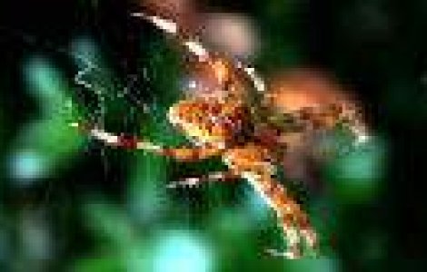 Scena rupta din filmele lui Hitchcock: mii de paianjeni au impanzit cerul