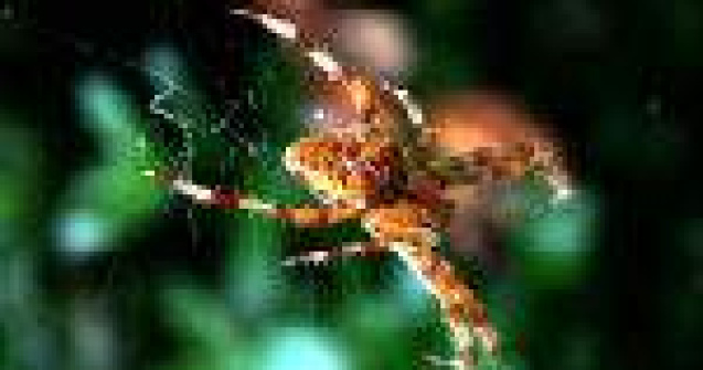 Scena rupta din filmele lui Hitchcock: mii de paianjeni au impanzit cerul