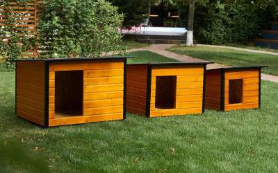 Îngrijirea câinilor vara:...