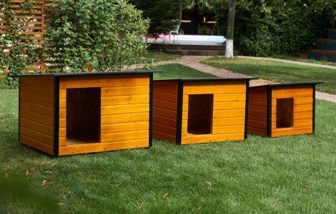 Îngrijirea câinilor vara: Sfaturi esențiale pentru sănătatea patrupedului tău