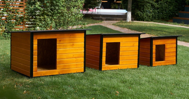 Îngrijirea câinilor vara: Sfaturi esențiale pentru sănătatea patrupedului tău