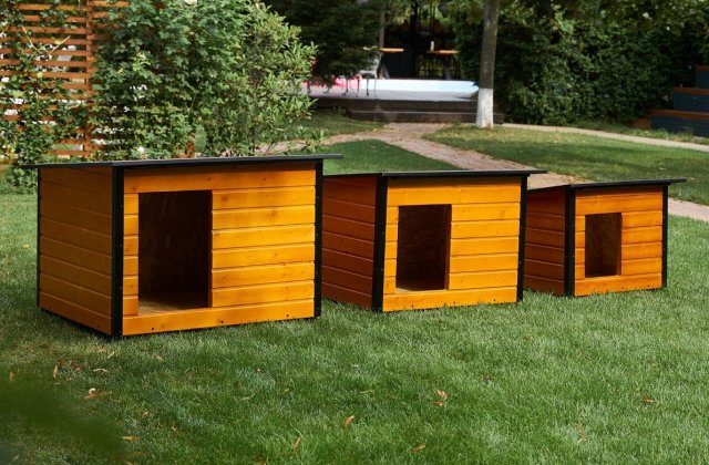 &Icirc;ngrijirea c&acirc;inilor vara: Sfaturi esențiale pentru sănătatea patrupedului tău