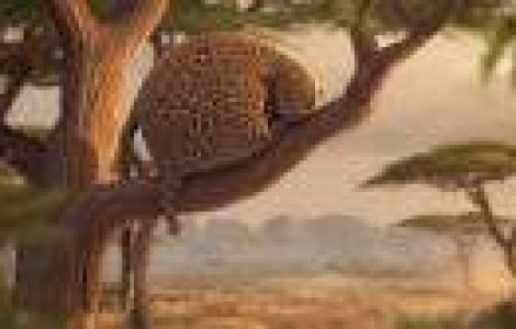 Cum ar arata animalele salbatice daca ar manca fast-food? Probabil asa: