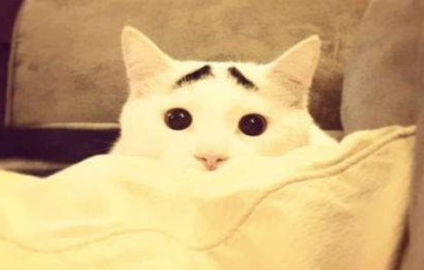 Faceti cunostinta cu Sam, pisica cu sprancene