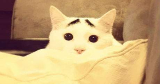 Faceti cunostinta cu Sam, pisica cu sprancene