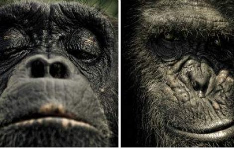 Fotografii uimitoare din Sanctuarul Cimpanzeilor