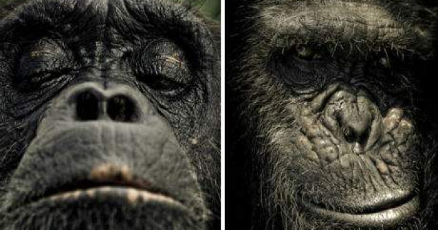 Fotografii uimitoare din Sanctuarul Cimpanzeilor