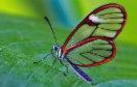 Ireal de frumos: Fluturele cu aripi de sticla