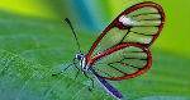 Ireal de frumos: Fluturele cu aripi de sticla