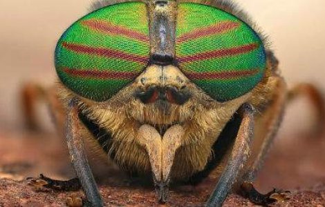 Traim intr-o lume bizara! 25 de imagini captivante din universul insectelor