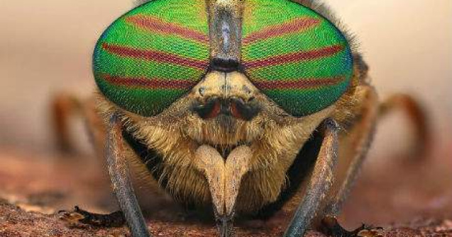 Traim intr-o lume bizara! 25 de imagini captivante din universul insectelor