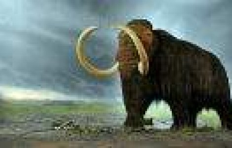  Top  13 animale disparute pe care cercetatorii vor sa le readuca la viata