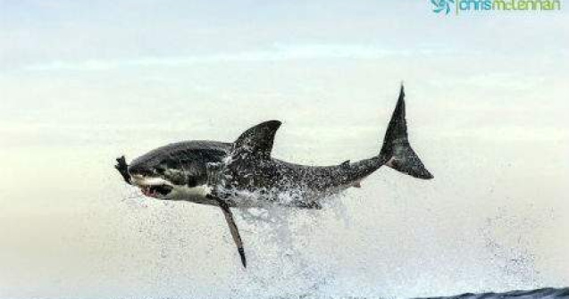 Imagini perfect sincronizate: saltul mortal al Marelui Alb