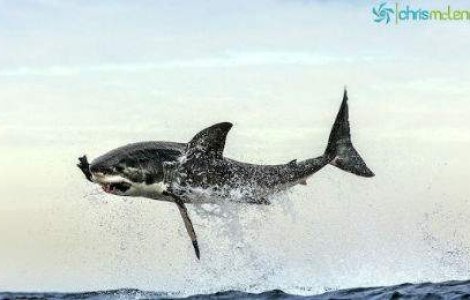 Imagini perfect sincronizate: saltul mortal al Marelui Alb