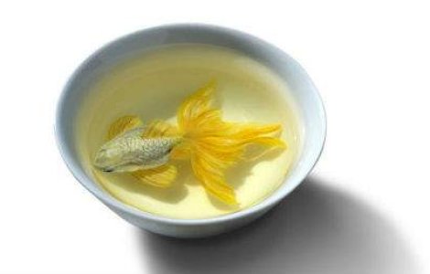 In viata fara sa respire. Animale tridimensionale pictate intr-un castron