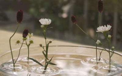 Aceste flori leviteaza! Va...