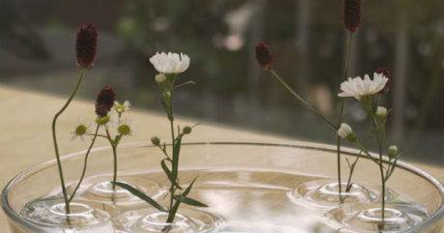 Aceste flori leviteaza! Va vine sa credeti?