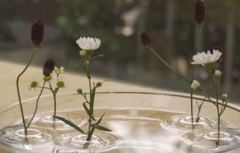 Aceste flori leviteaza! Va vine sa credeti?