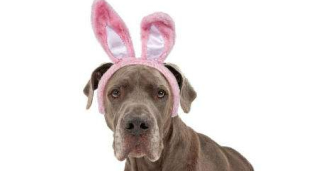 TOP 10 bancuri traznite cu Iepurasul de Paste