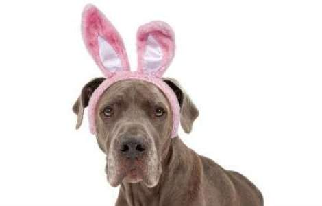 TOP 10 bancuri traznite cu Iepurasul de Paste