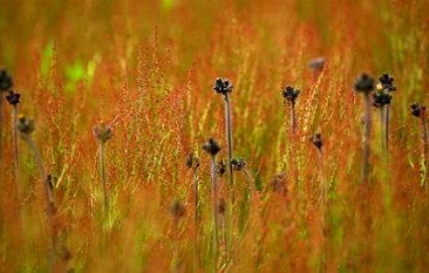  Top  Visul unei zile de primavara: 20 de fotografii tribut