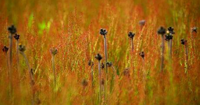  Top  Visul unei zile de primavara: 20 de fotografii tribut