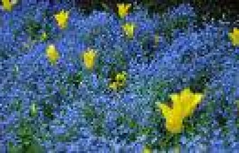 Topul florilor: 10 specii pe cat de frumoase pe atat de urat mirositoare