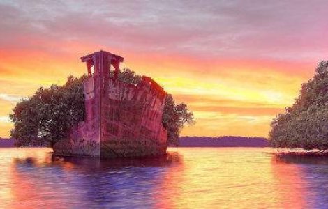 Din bube mucegaiuri si noroi: Padurea din mijlocul epavei ruginite