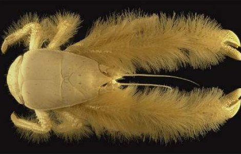 Cele mai bizare 5 animale descoperite vreodata