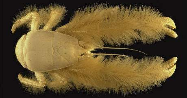 Cele mai bizare 5 animale descoperite vreodata