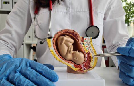 Descoperă adevărul ascuns despre îmbătrânirea placentei și cum poate fi prevenită calcifierea acesteia