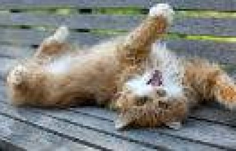 Razi cu lacrimi! 20 de GIF-uri cu...pisici