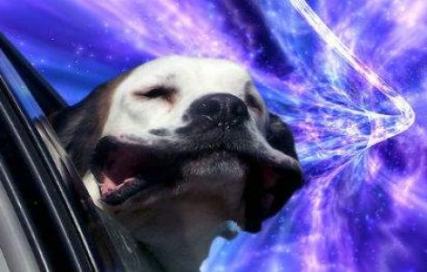Cu cainele la plimbare prin...spatiu. 10 imagini comice care te vor binedispune