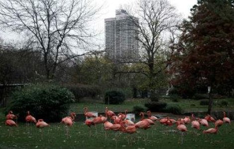 In jungla de beton - 12 imagini induiosatoare cu animale inchise in Zoo