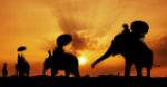 Elefantul, un urias fascinant. 15 curiozitati