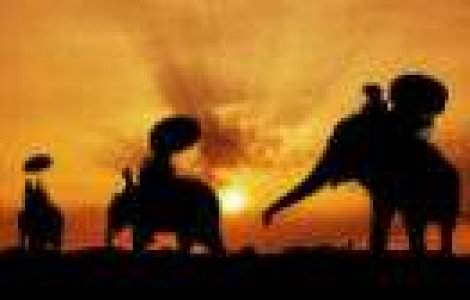 Elefantul, un urias fascinant. 15 curiozitati