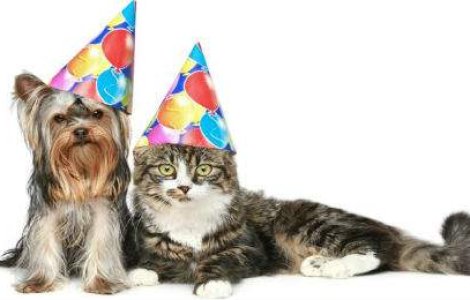 Cele mai adorabile 12 GIF-uri din istoria internetului