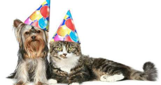 Cele mai adorabile 12 GIF-uri din istoria internetului