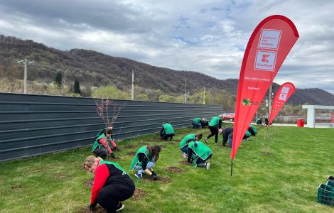 Descoperă strategia secretă a Kaufland pentru a transforma orașele în oaze verzi prin metoda Miyawaki