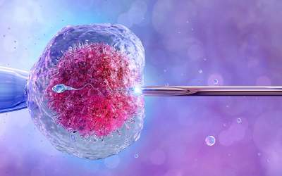 Află cum inseminarea...