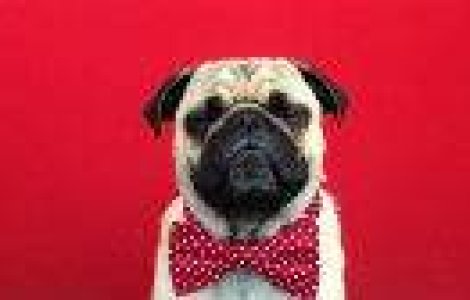 Asa arata un caine cu 60.000 de fani pe Instagram