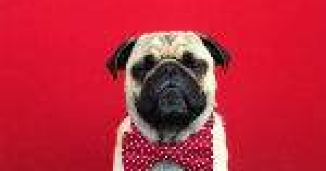 Asa arata un caine cu 60.000 de fani pe Instagram