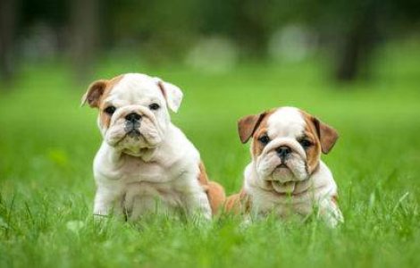 10 GIF-uri adorabile care iti vor indulci ziua