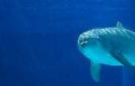 De citit si dat mai departe: 12 Curiozitati captivante despre delfini