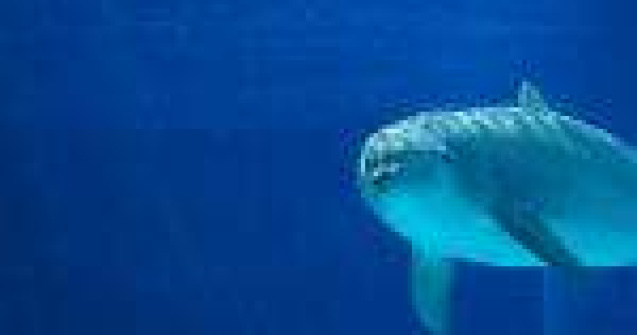 De citit si dat mai departe: 12 Curiozitati captivante despre delfini