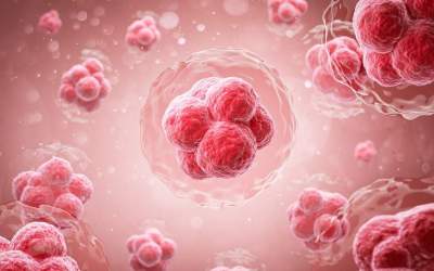 Descoperire uluitoare în...